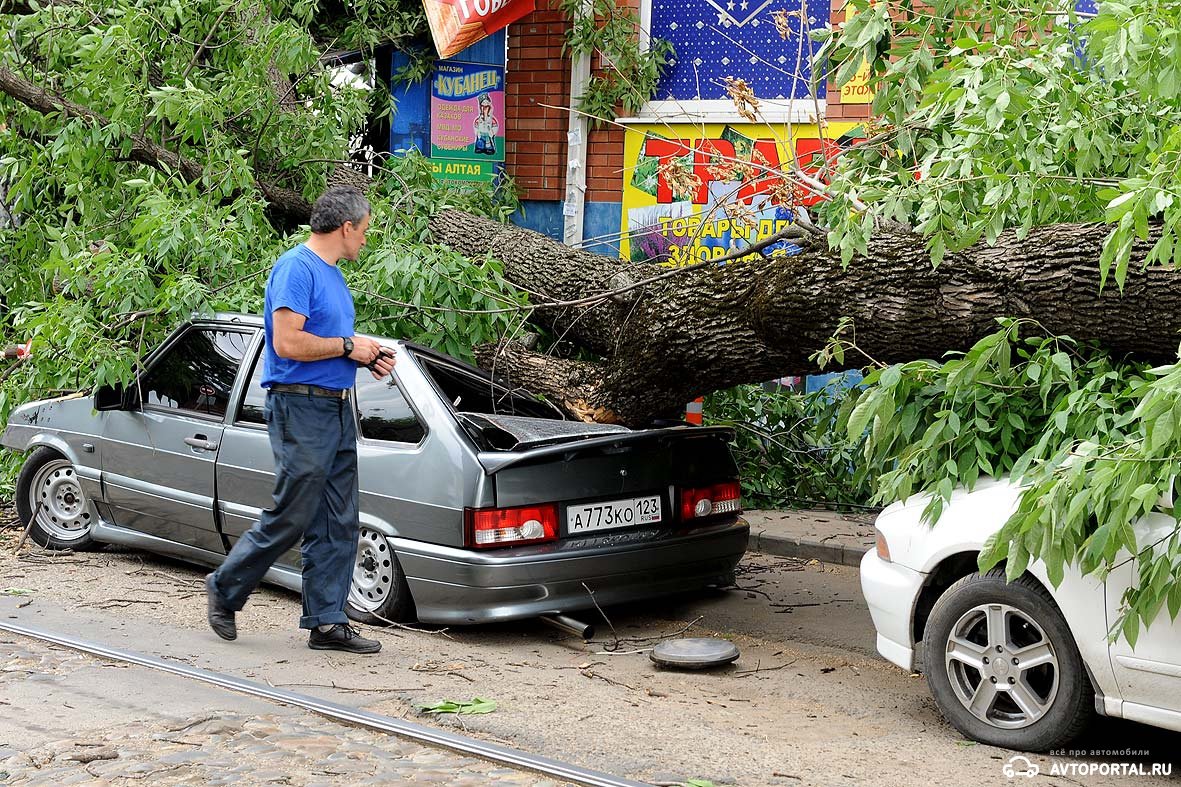 Во дворе упало дерево что делать. Упавшее дерево на машину. Дерево упало на автомобиль. Падение дерева на автомобиль. Машина под деревом.